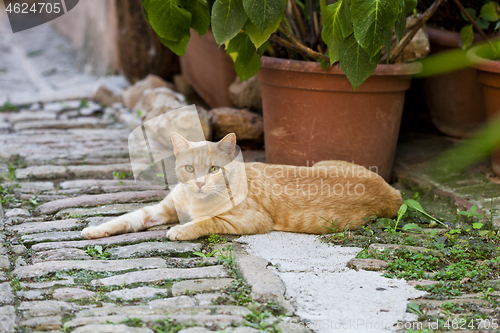 Image of Beautiful red cat in a small Italian town