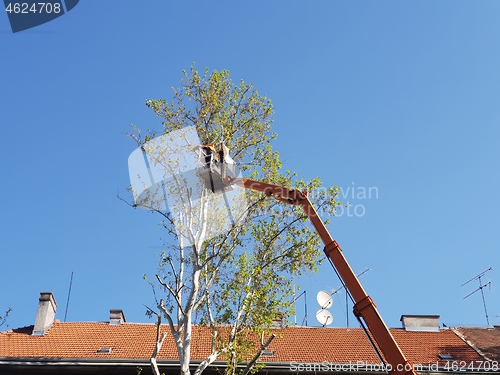 Image of Worker with a chainsaw trimming the tree branches on the high Hy