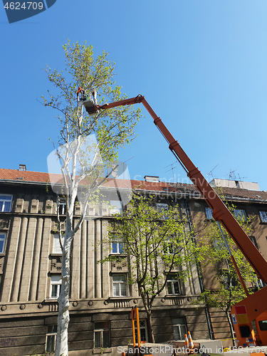 Image of Worker with a chainsaw trimming the tree branches on the high mo