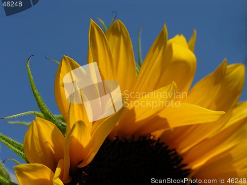 Image of Sunflower