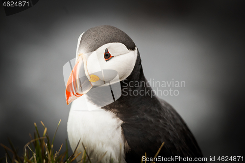 Image of Atlantic Puffin