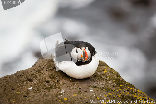 Image of Atlantic Puffin