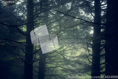 Image of Beautiful forest landscape\r