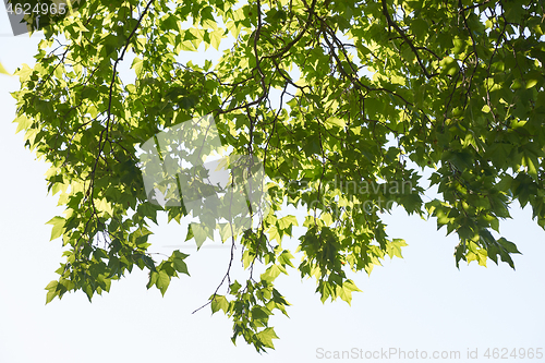 Image of tree branches