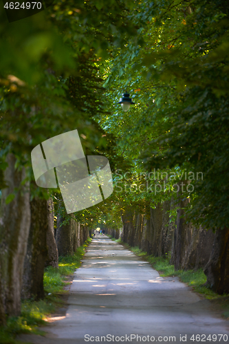 Image of country road trought tree  alley in