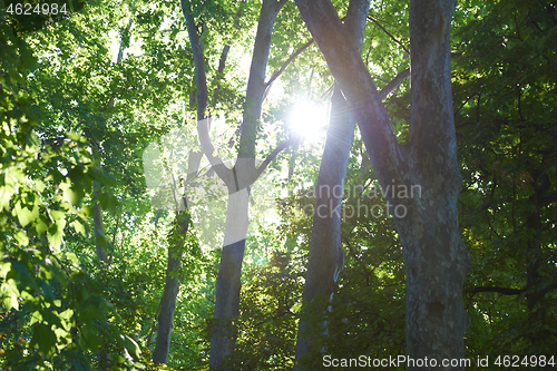 Image of tree branches