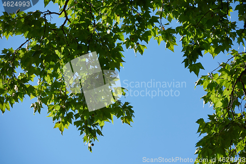 Image of tree branches