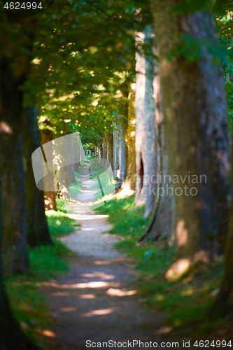 Image of country road trought tree  alley in