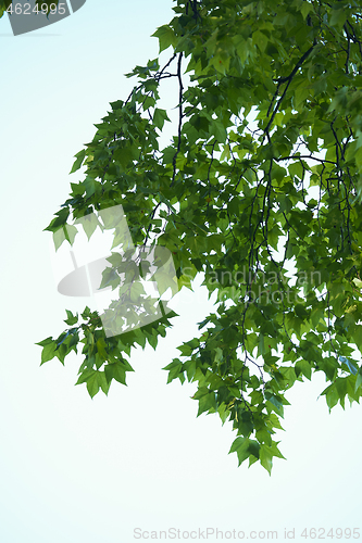 Image of tree branches