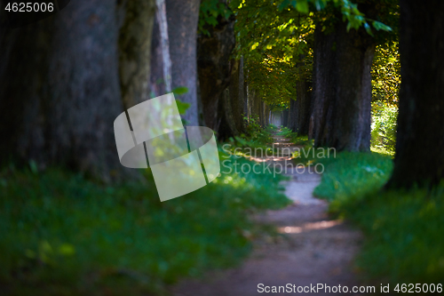 Image of country road trought tree  alley in