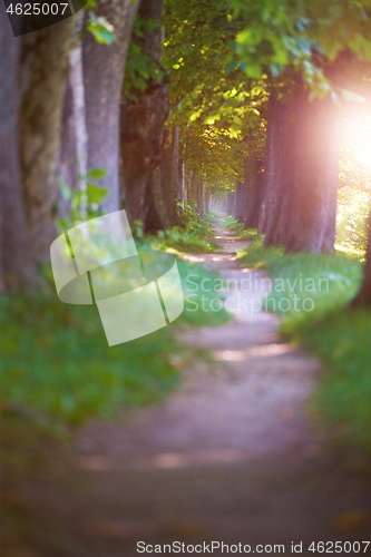 Image of country road trought tree  alley in