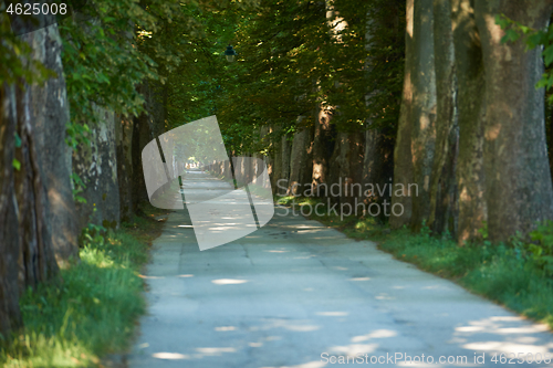 Image of country road trought tree  alley in