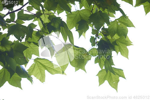 Image of tree branches