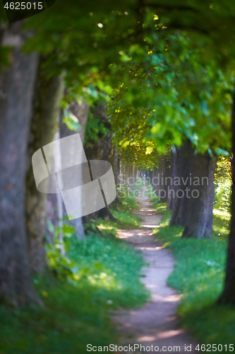 Image of country road trought tree  alley in