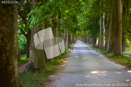 Image of country road trought tree  alley in