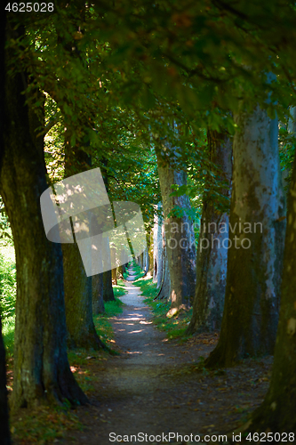 Image of country road trought tree  alley in