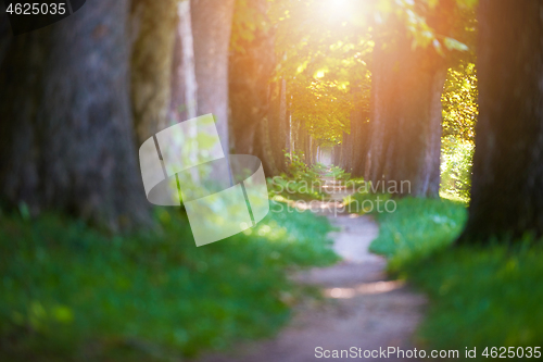 Image of country road trought tree  alley in