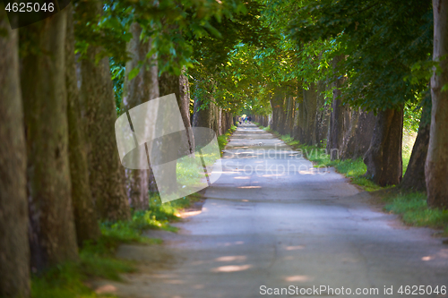 Image of country road trought tree  alley in