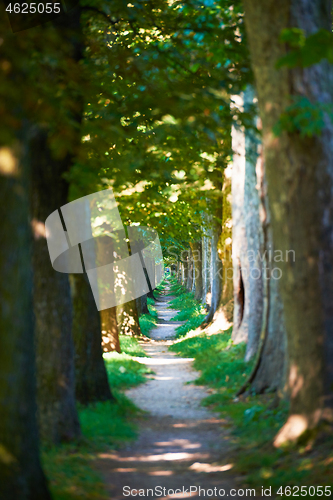 Image of country road trought tree  alley in