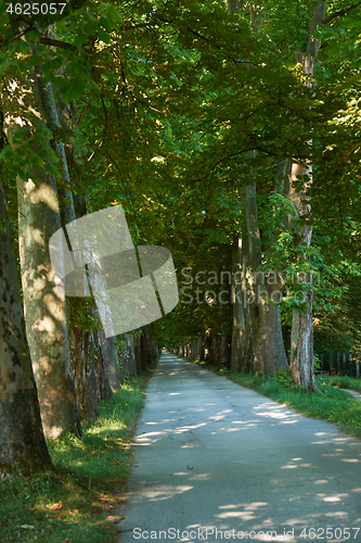 Image of country road trought tree  alley in