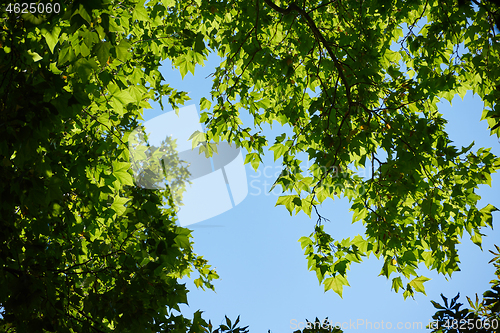 Image of tree branches