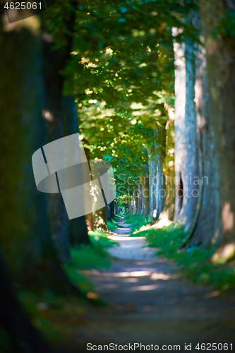 Image of country road trought tree  alley in