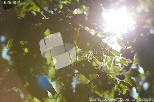 Image of tree branches