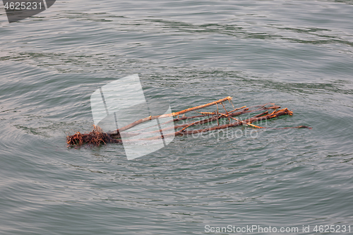 Image of Drift Wood in Lake