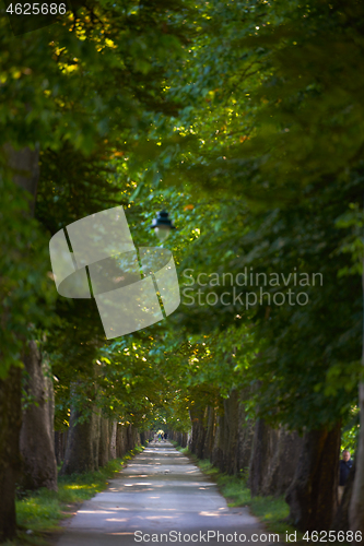 Image of country road trought tree  alley in