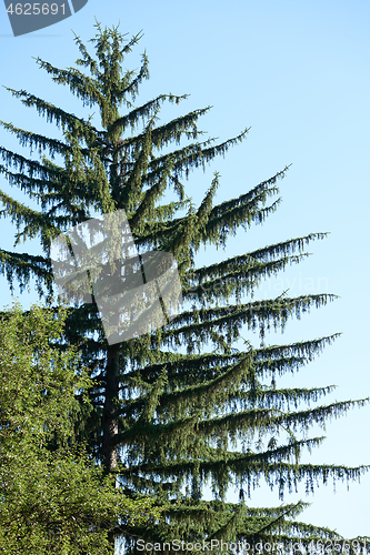 Image of tree branches