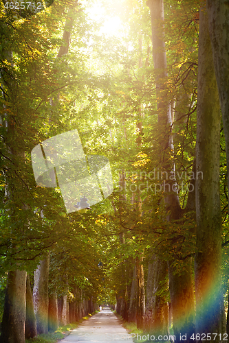 Image of country road trought tree  alley in