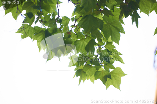 Image of tree branches