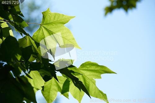 Image of tree branches