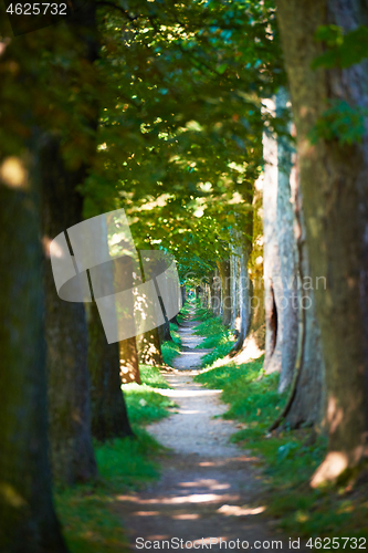 Image of country road trought tree  alley in