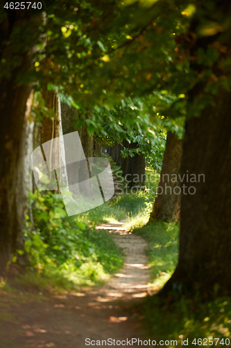 Image of country road trought tree  alley in