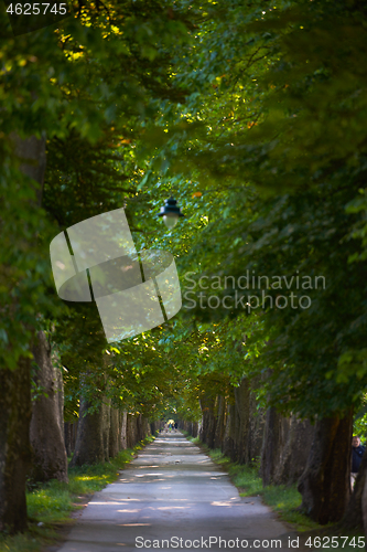 Image of country road trought tree  alley in