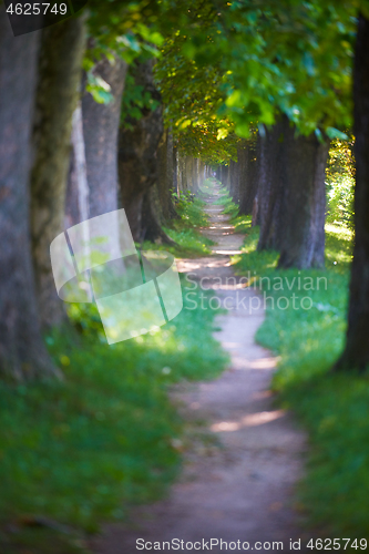 Image of country road trought tree  alley in