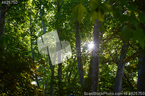 Image of tree branches