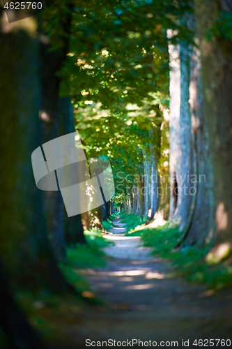 Image of country road trought tree  alley in