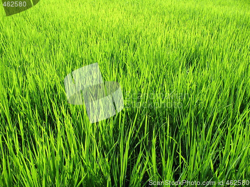 Image of Luscious green wheat field