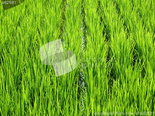 Image of Luscious green wheat field