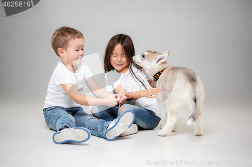 Image of Portrait of a joyful little girl and boy having fun with siberian husky puppy on the floor at studio