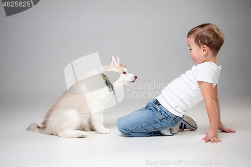 Image of Portrait of a joyful little boy having fun with siberian husky puppy on the floor at studio