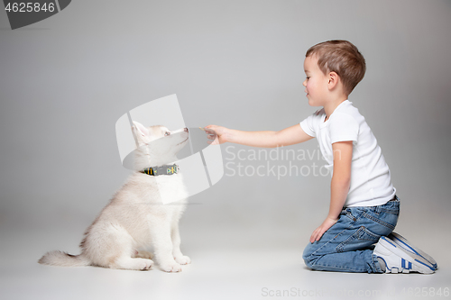 Image of Portrait of a joyful little boy having fun with siberian husky puppy on the floor at studio