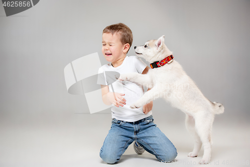 Image of Portrait of a joyful little boy having fun with siberian husky puppy on the floor at studio