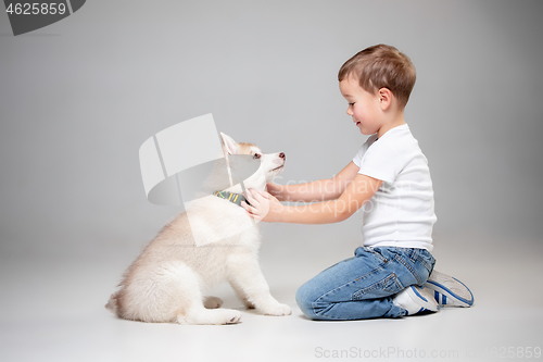 Image of Portrait of a joyful little boy having fun with siberian husky puppy on the floor at studio