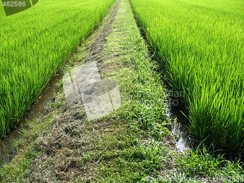 Image of Pathway in the middle of a field