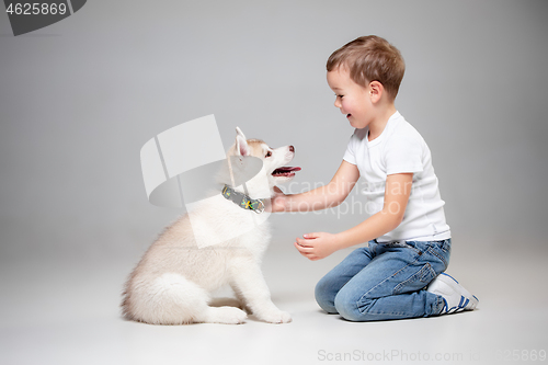 Image of Portrait of a joyful little boy having fun with siberian husky puppy on the floor at studio