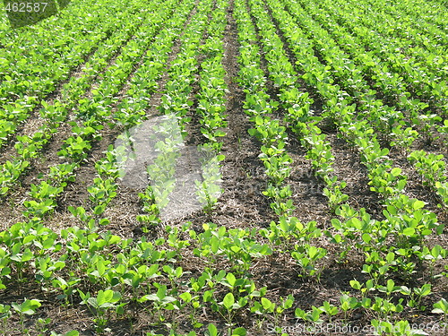 Image of Green vegetation found in Japan