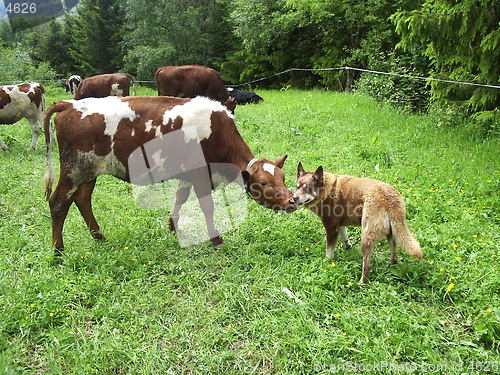 Image of Cow and Dog